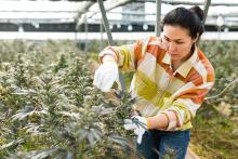 Worker pruning cannabis plants